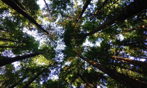 Angela Benito Trees